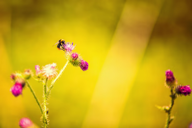 fotocafe 12-08-2016 (1 van 1) Voorjaar